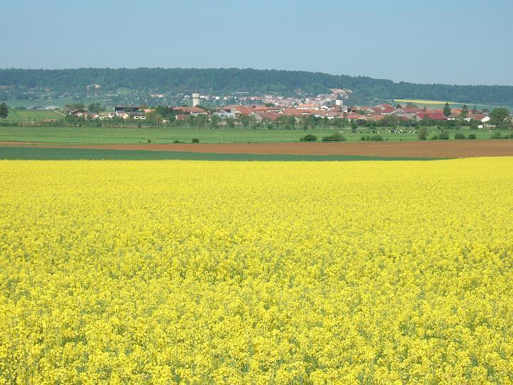 2008-05- (084).JPG - Links der Römerstraße: Weite Rapsfelder